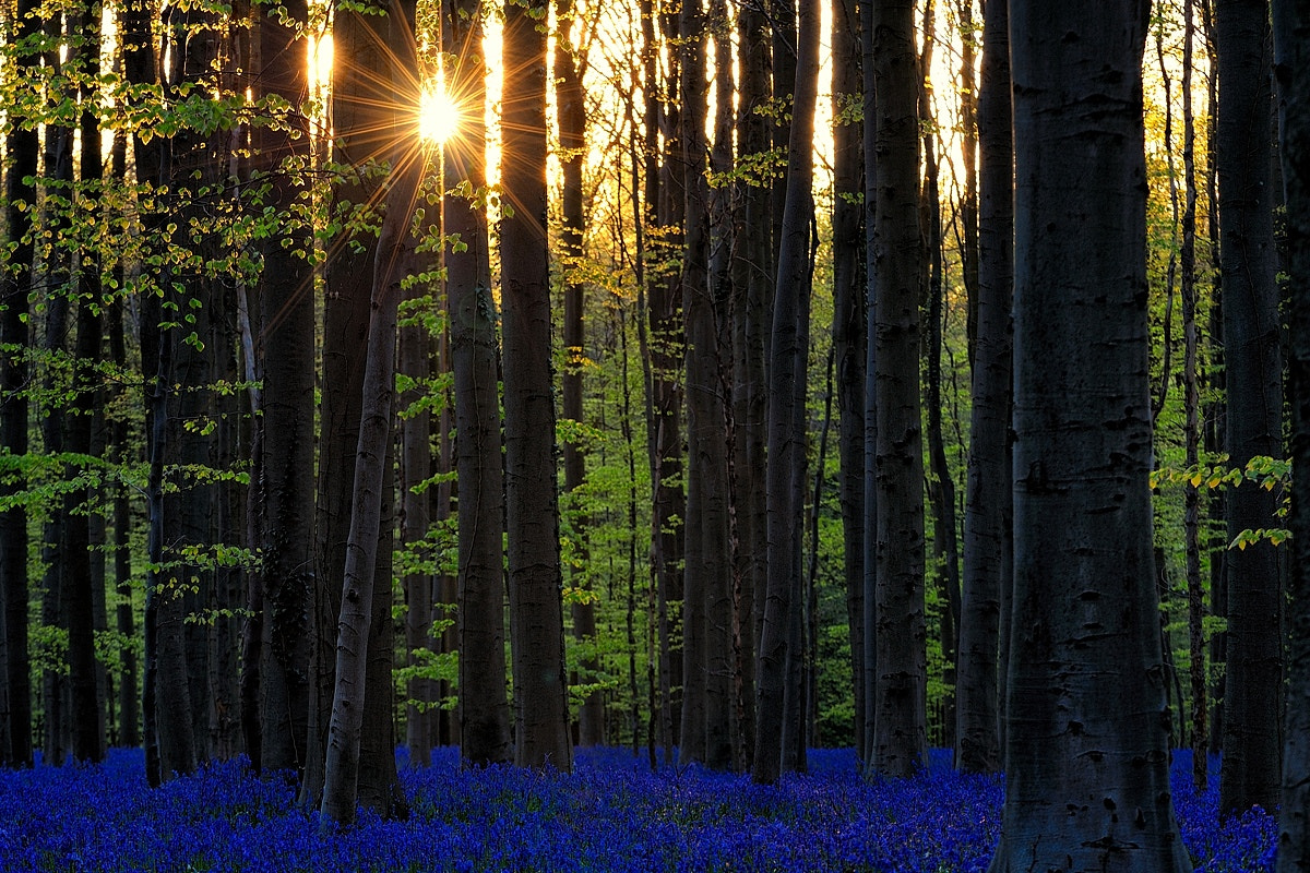 Nikon D700 + Sigma APO 100-300mm F4 EX IF HSM sample photo. Hallerbos sunset photography