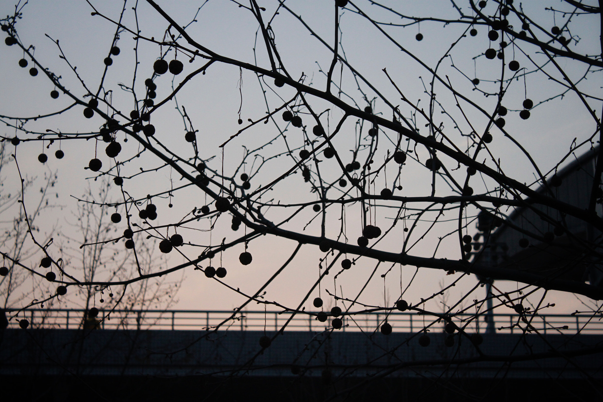 Canon EF-S 18-55mm F3.5-5.6 IS sample photo. 树影 photography