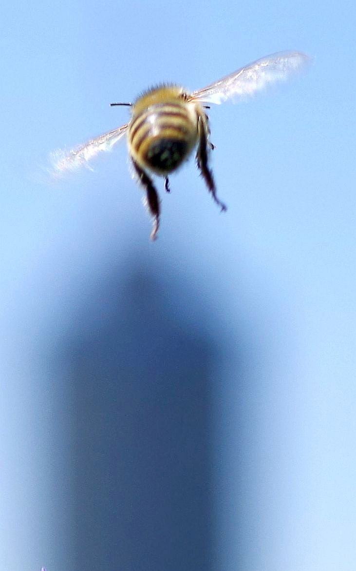 Pentax smc DA 35mm F2.8 Macro Limited sample photo. Attack photography