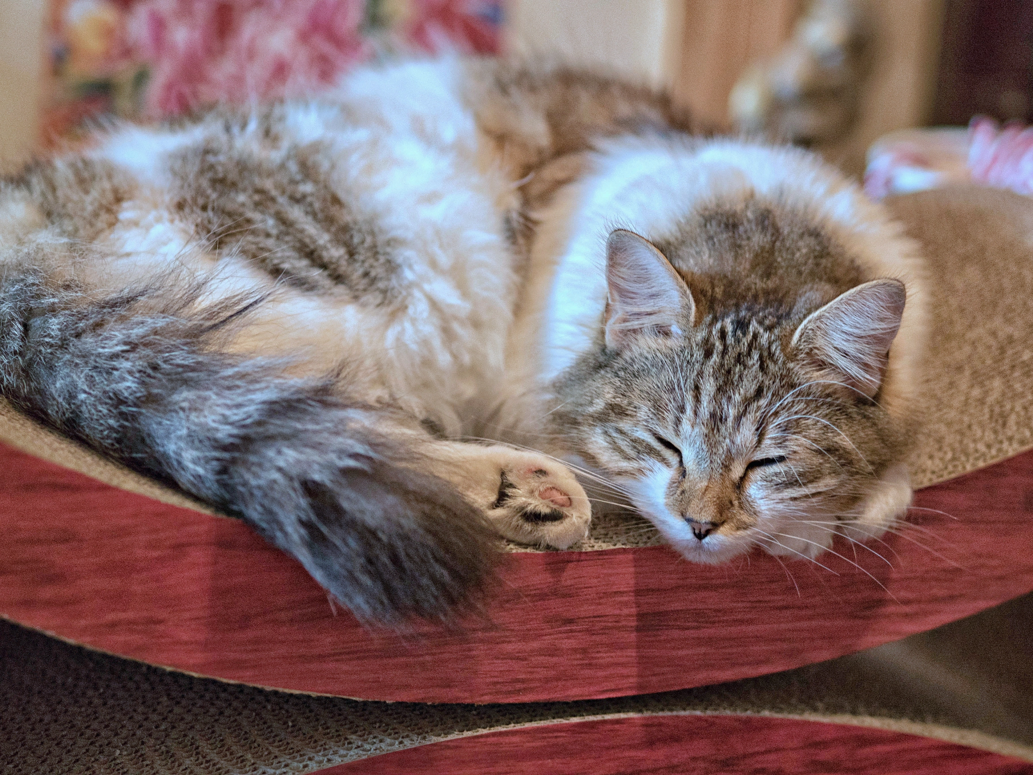 Olympus OM-D E-M5 II + Olympus M.Zuiko Digital ED 75mm F1.8 sample photo. Perdita dreaming photography