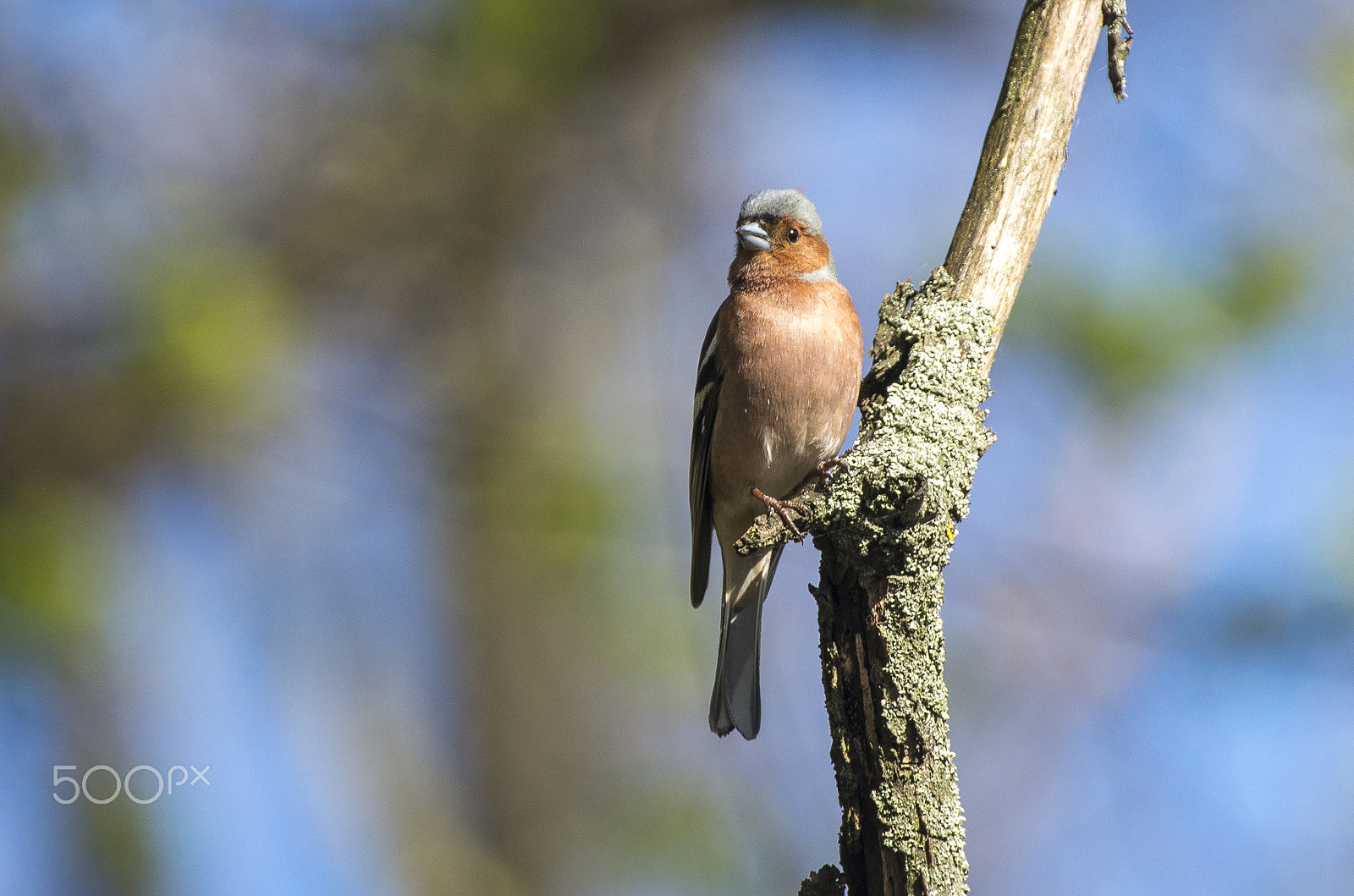 Pentax smc DA* 300mm F4.0 ED (IF) SDM sample photo. Chaffinch photography