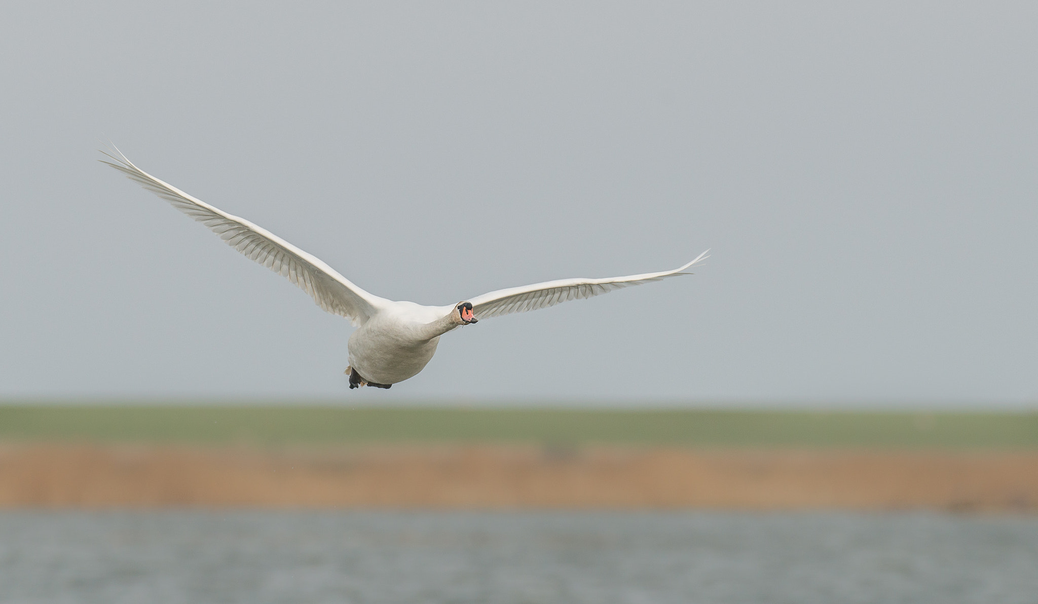 Nikon D800 + Nikon AF-S Nikkor 500mm F4G ED VR sample photo. Schwan im flug photography