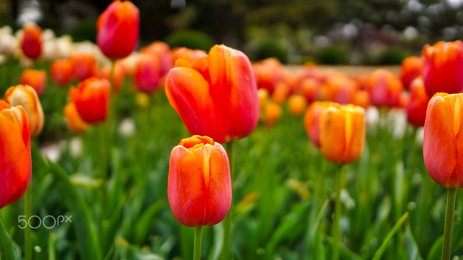 Sony Alpha NEX-7 + Sony Sonnar T* E 24mm F1.8 ZA sample photo. Hdr photography