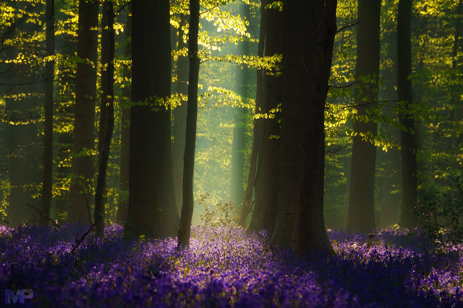 Sony E 18-200mm F3.5-6.3 OSS sample photo. The blue forest photography