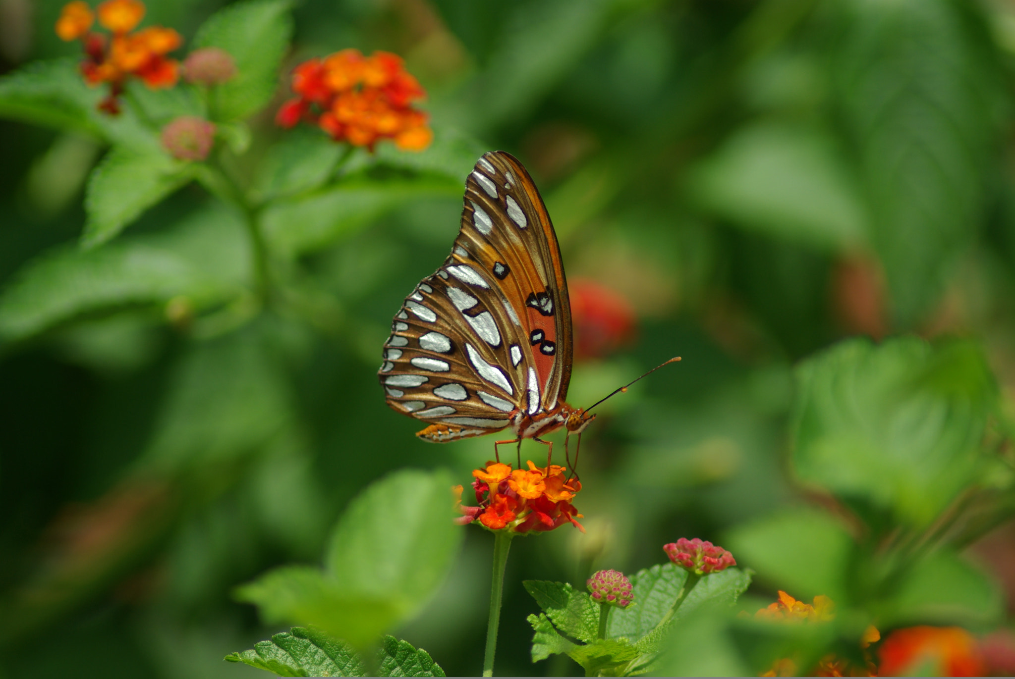 Pentax K10D sample photo. Butterfly on lantana photography