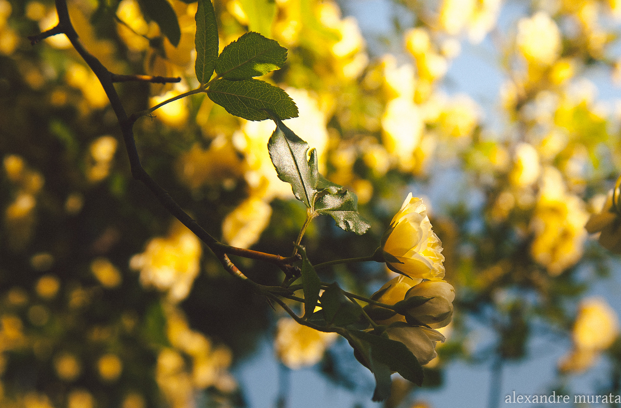 AF Zoom-Nikkor 28-80mm f/3.5-5.6D sample photo