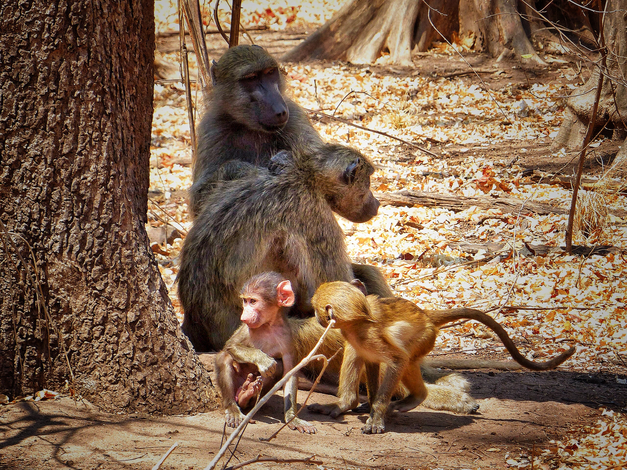 Leica V-Lux 4 sample photo. Family, victoria falls, zimbawe photography