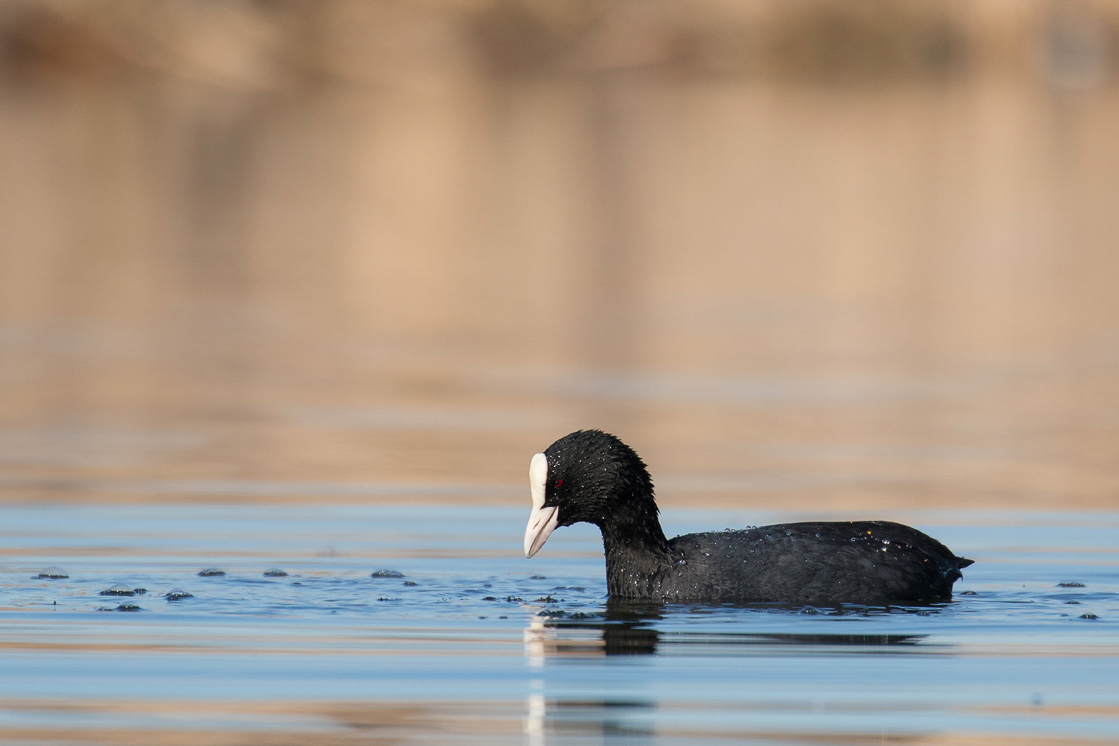 Canon EOS 80D + Canon EF 100-400mm F4.5-5.6L IS II USM sample photo. Coot searching for food photography