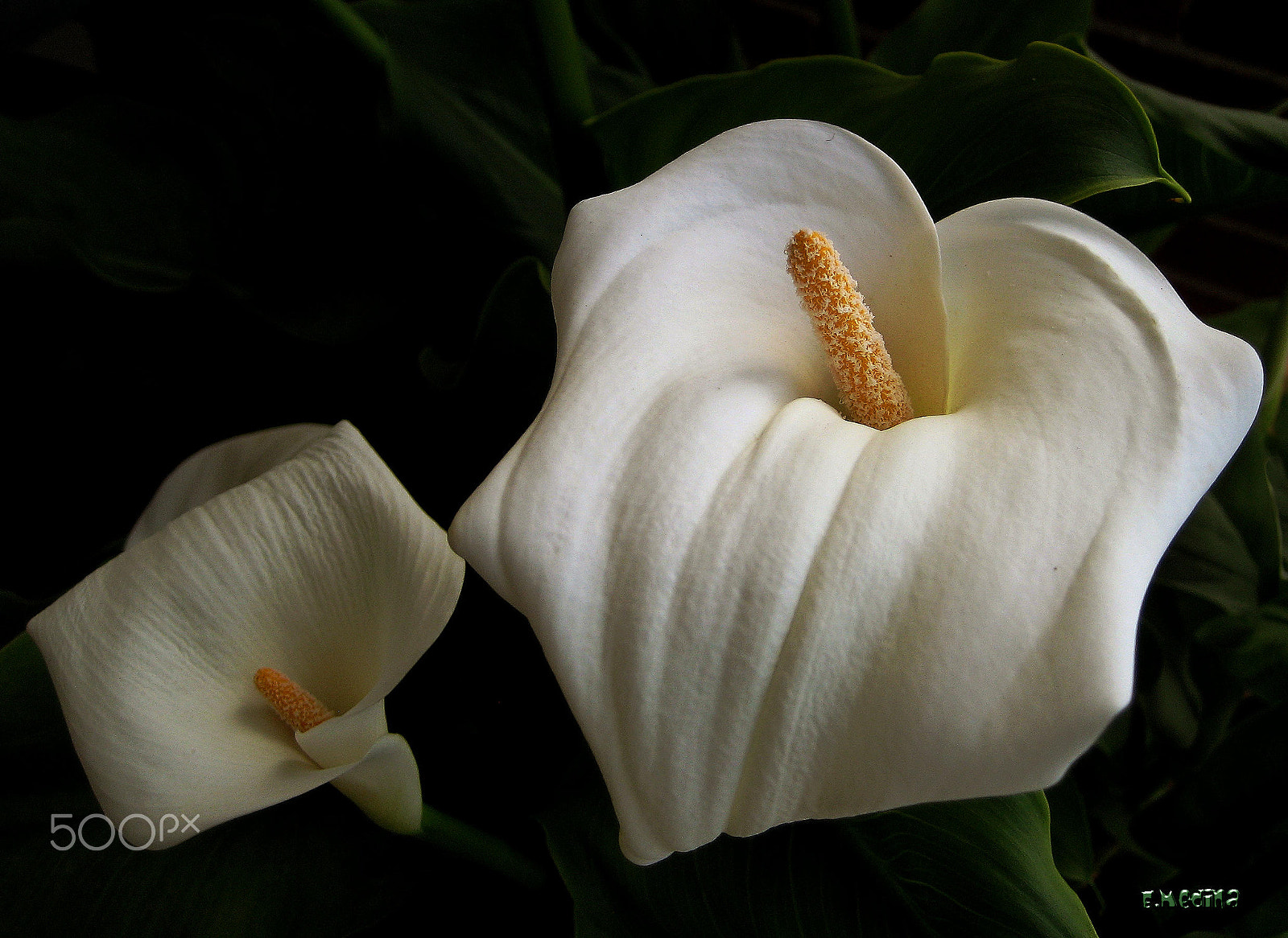 Canon DIGITAL IXUS 60 sample photo. Zantedeschia aethiopica photography