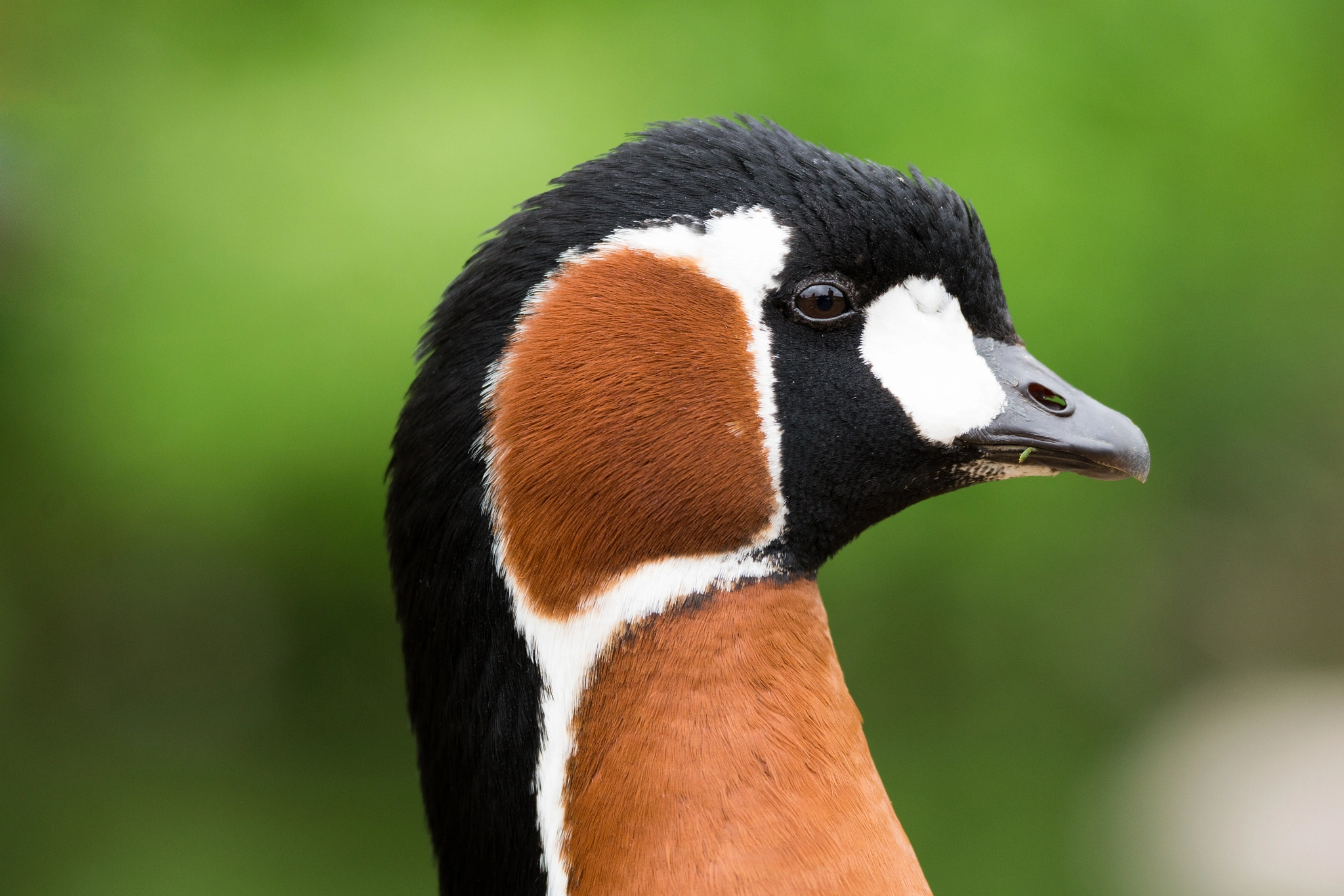 Sony 70-400mm F4-5.6 G SSM II sample photo. Boom! headshot! photography