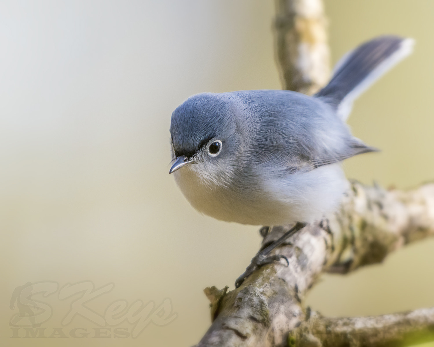 Nikon D7200 + Sigma 500mm F4.5 EX DG HSM sample photo. Cream (blue-gray gnatcatcher) photography