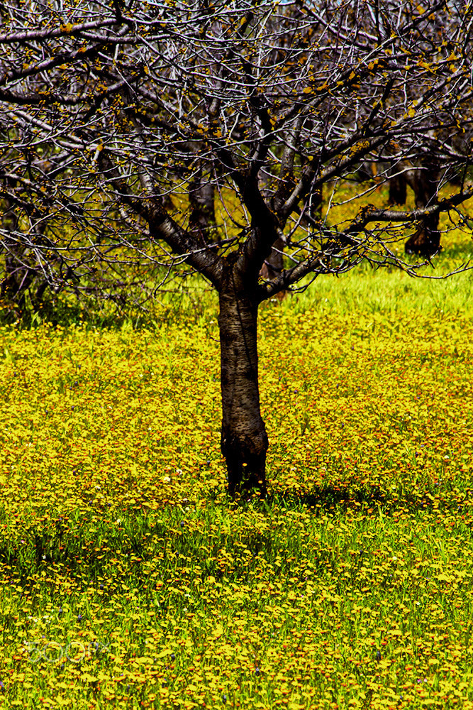 Canon EF-S 55-250mm F4-5.6 IS II sample photo. Puglia photography