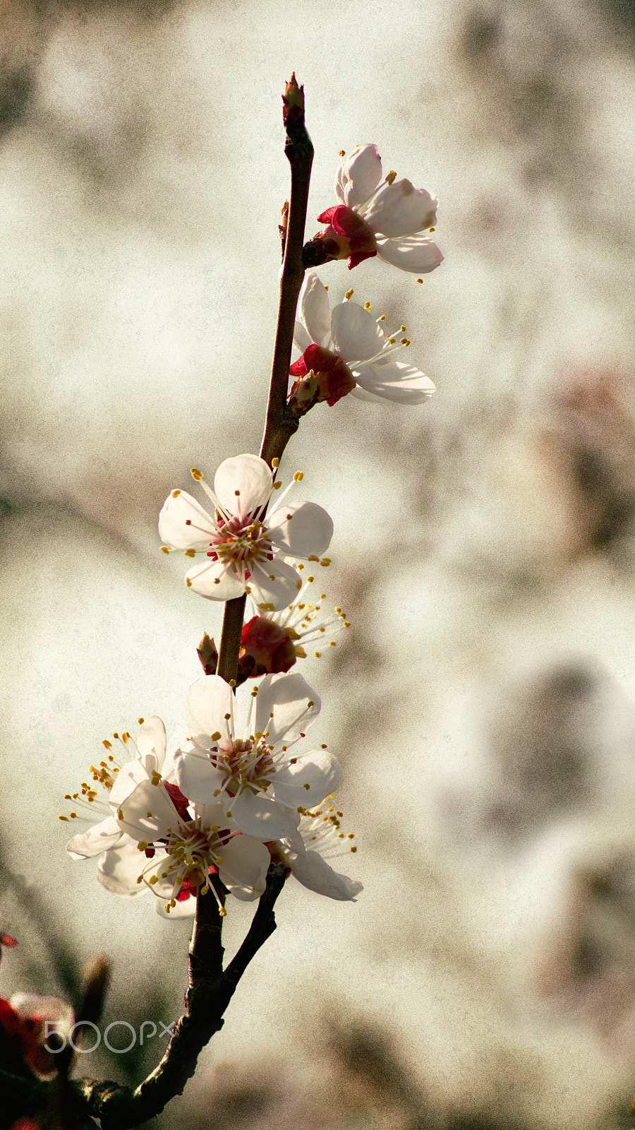 70.00 - 300.00 mm f/4.0 - 5.6 sample photo. Apricot in bloom / retro style photography