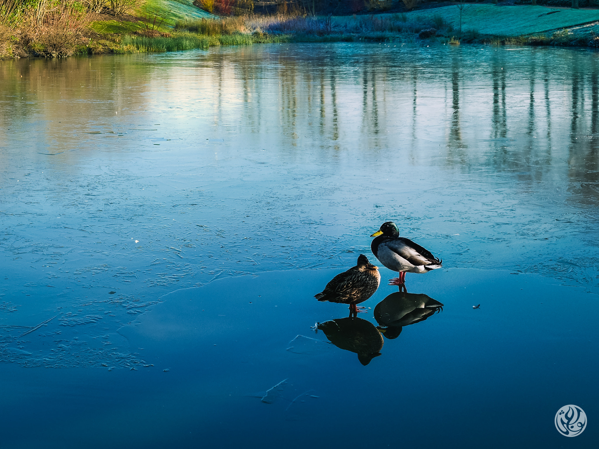 Panasonic Lumix DMC-GM1 + LUMIX G 20/F1.7 II sample photo. Too cold to swim, let's walk instead photography