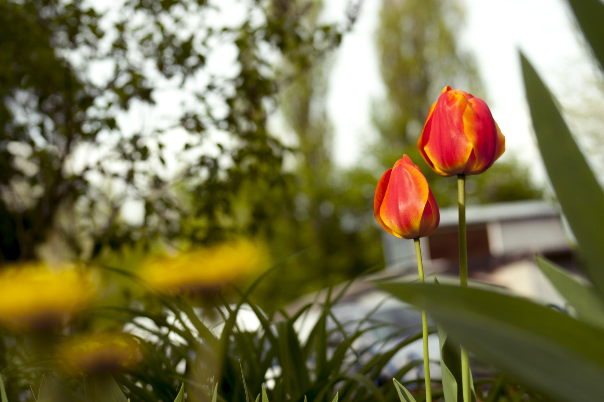 Canon EOS 30D sample photo. Тюльпаны photography