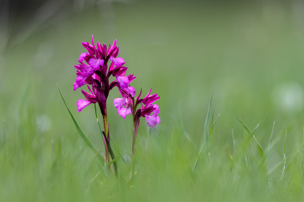 Canon EF 300mm F2.8L IS II USM sample photo. Militaris photography