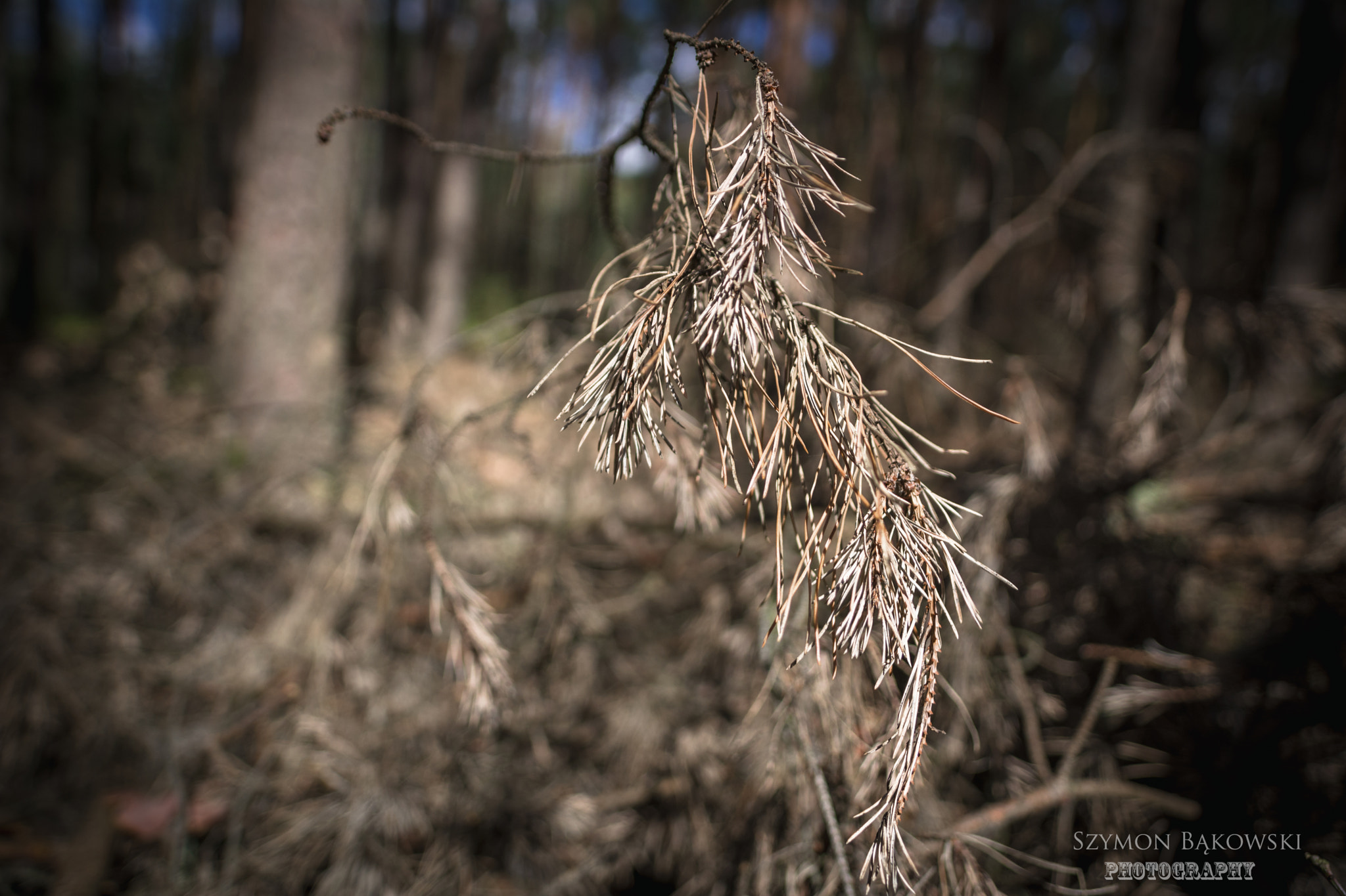 Samyang 16mm F2 ED AS UMC CS sample photo. Bokeh photography