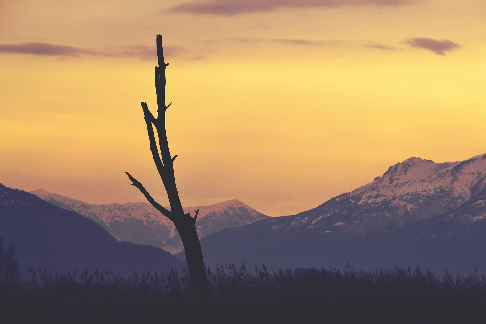 Nikon D3100 + Sigma 105mm F2.8 EX DG Macro sample photo. Dead tree still be there photography