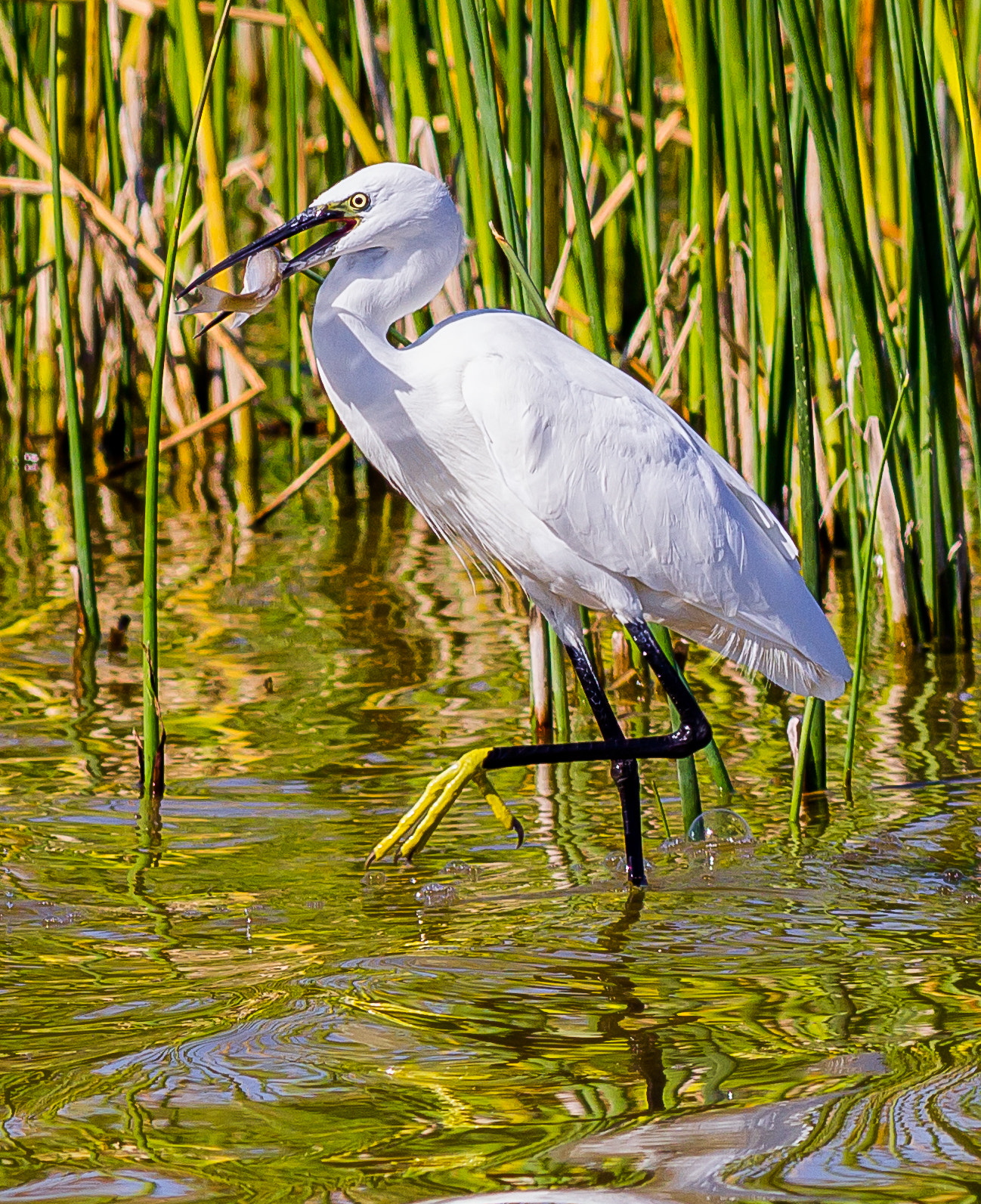 Canon EOS 1200D (EOS Rebel T5 / EOS Kiss X70 / EOS Hi) + Canon EF 400mm F5.6L USM sample photo. Little egret fishing photography