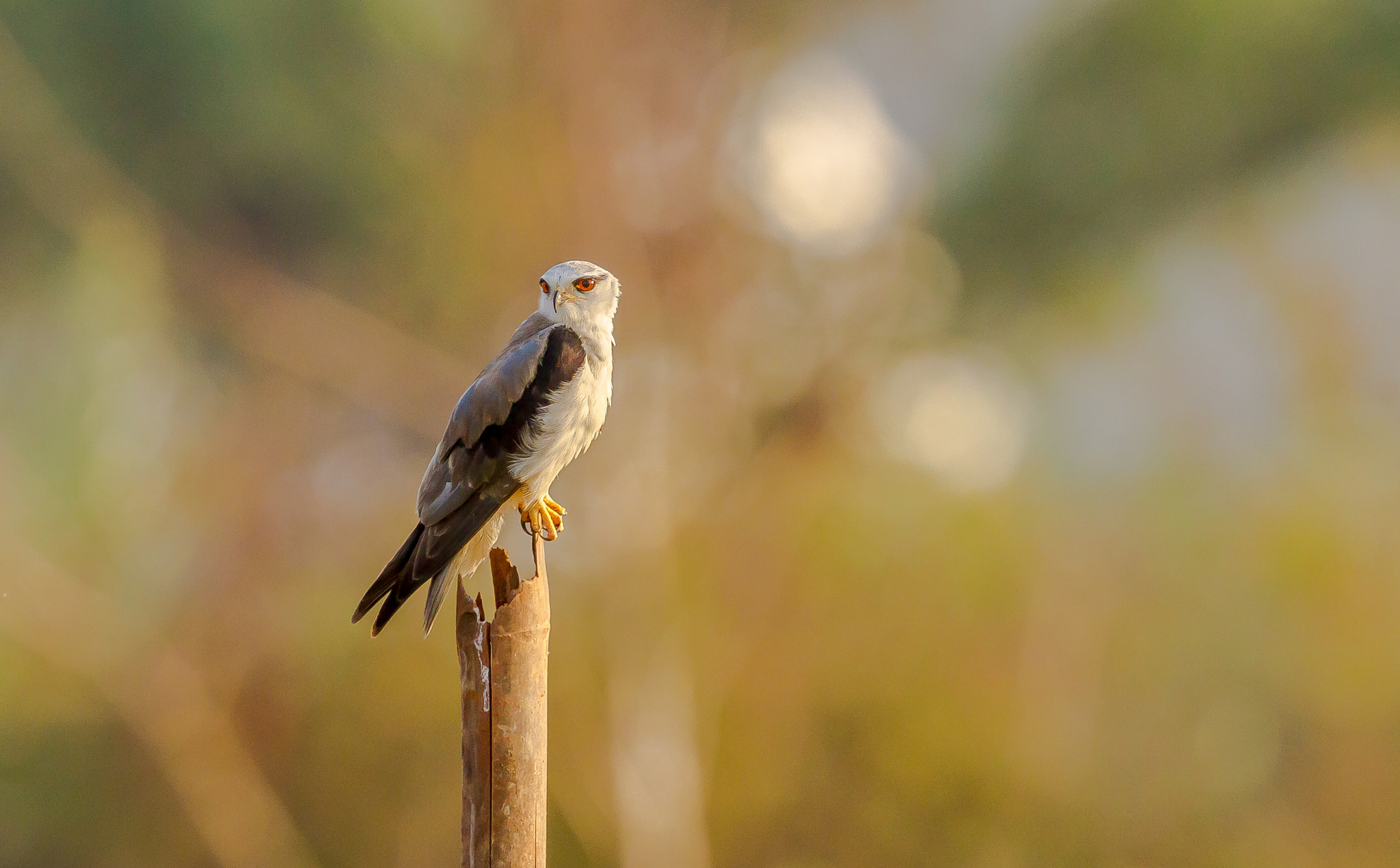 Canon EF 500mm F4L IS II USM sample photo. Black-winged kite photography