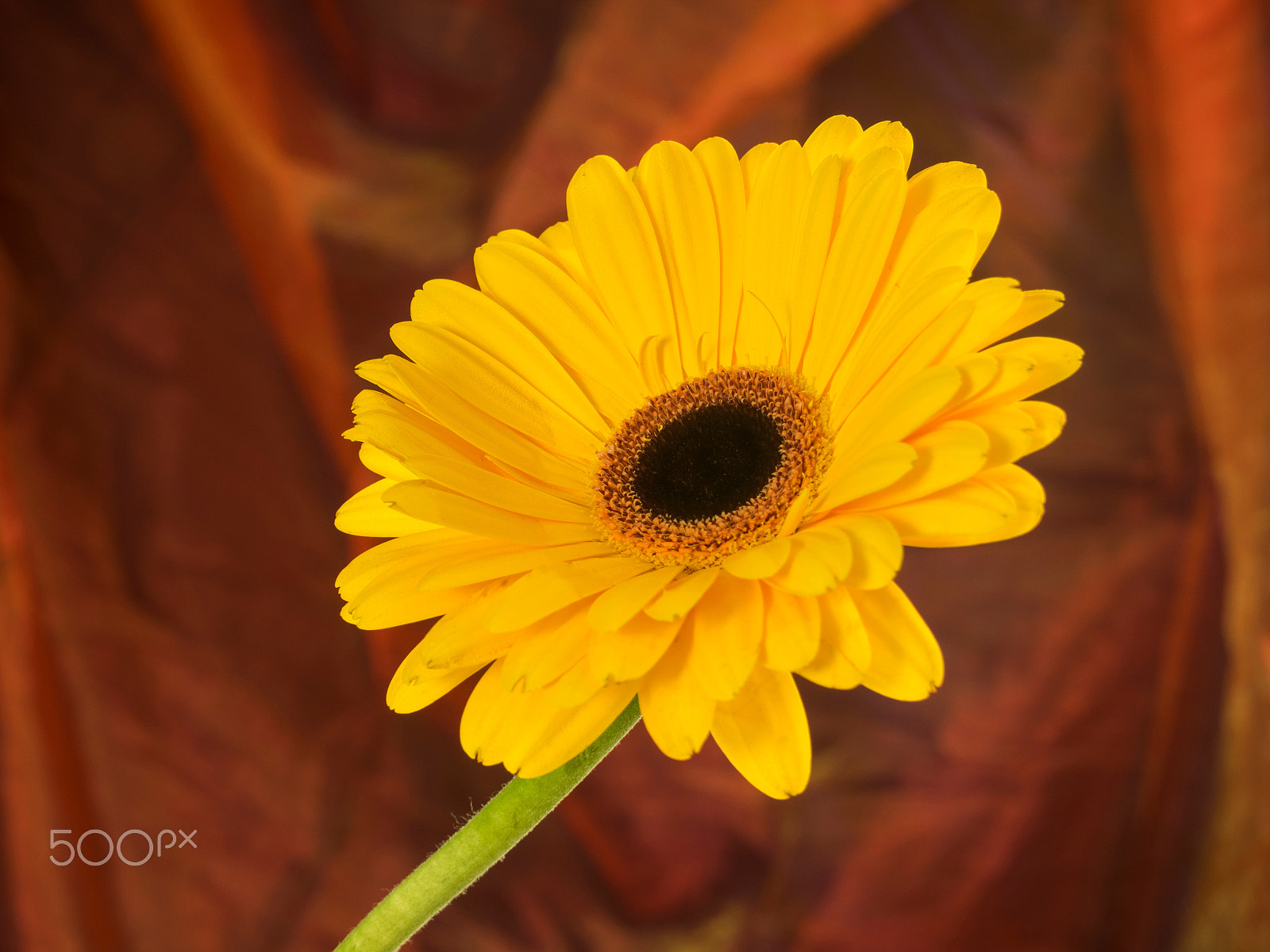Olympus M.Zuiko Digital 14-42mm F3.5-5.6 II R sample photo. Yellow gerbera flower in bloom photography