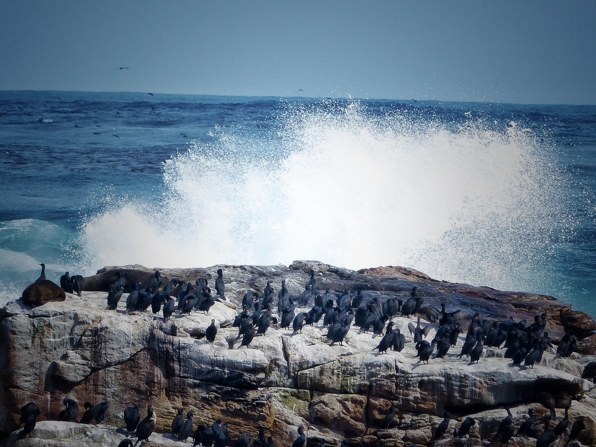 Leica V-Lux 4 sample photo. Cape of good hope, south africa photography
