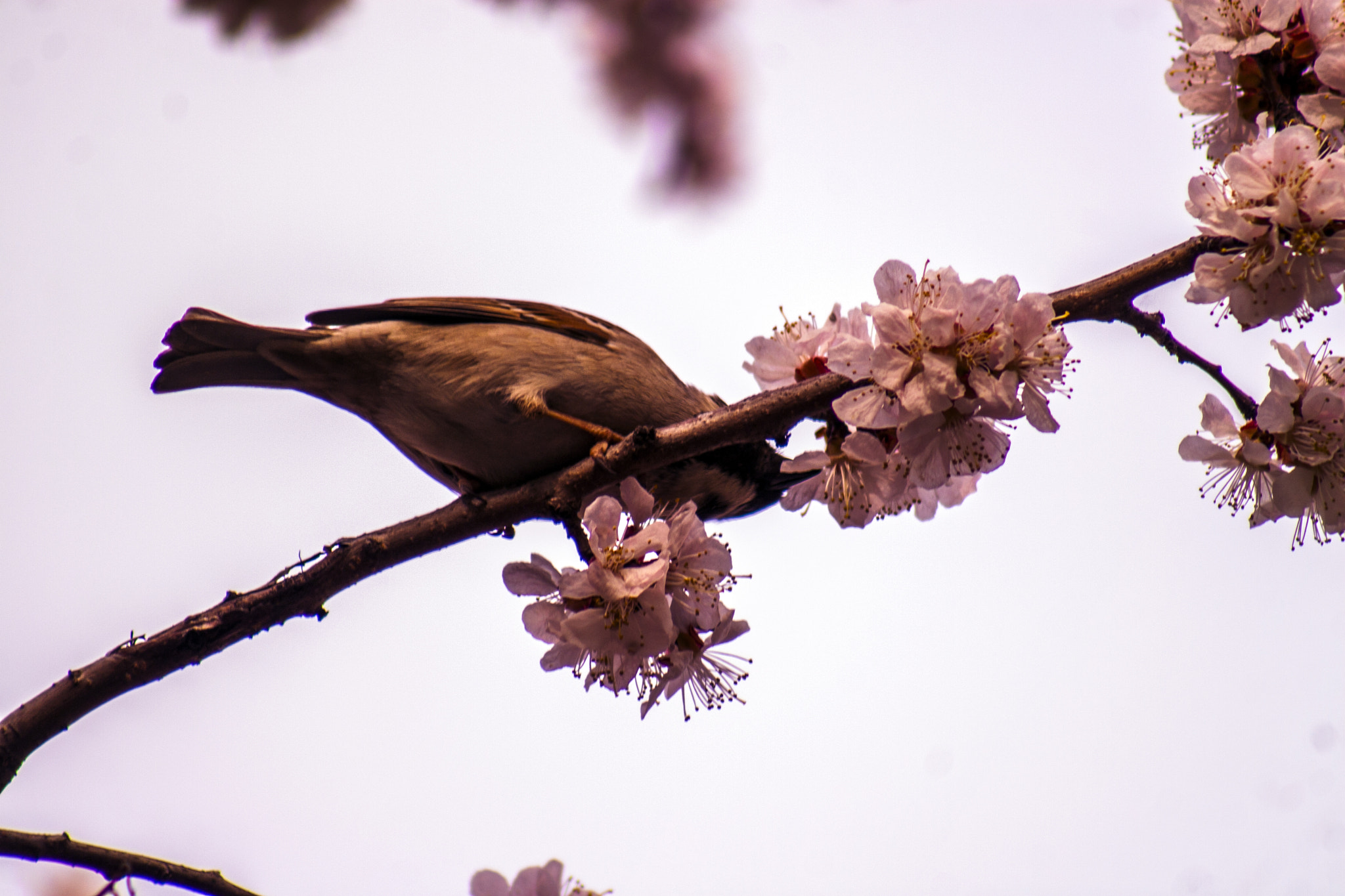 Canon EOS 30D + EF75-300mm f/4-5.6 sample photo. Воробей photography