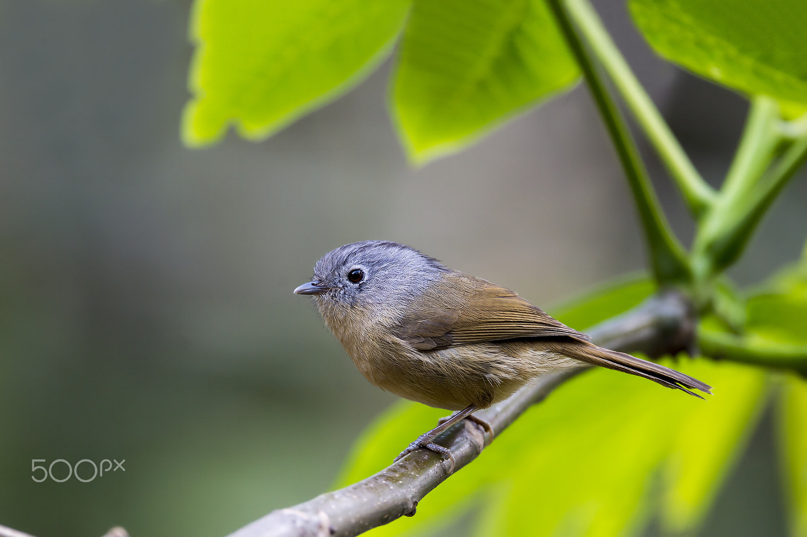 Nikon D4 sample photo. Grey-cheeked fulvetta photography