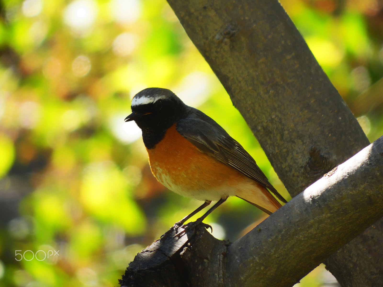 Samsung WB2200F sample photo. Common redstart photography