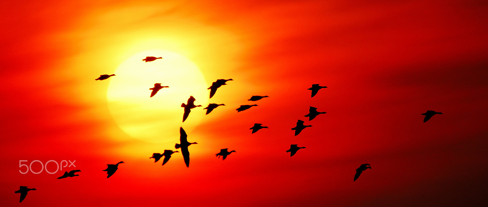 Sigma 150-500mm F5-6.3 DG OS HSM sample photo. Setting sun and white-fronted geese photography