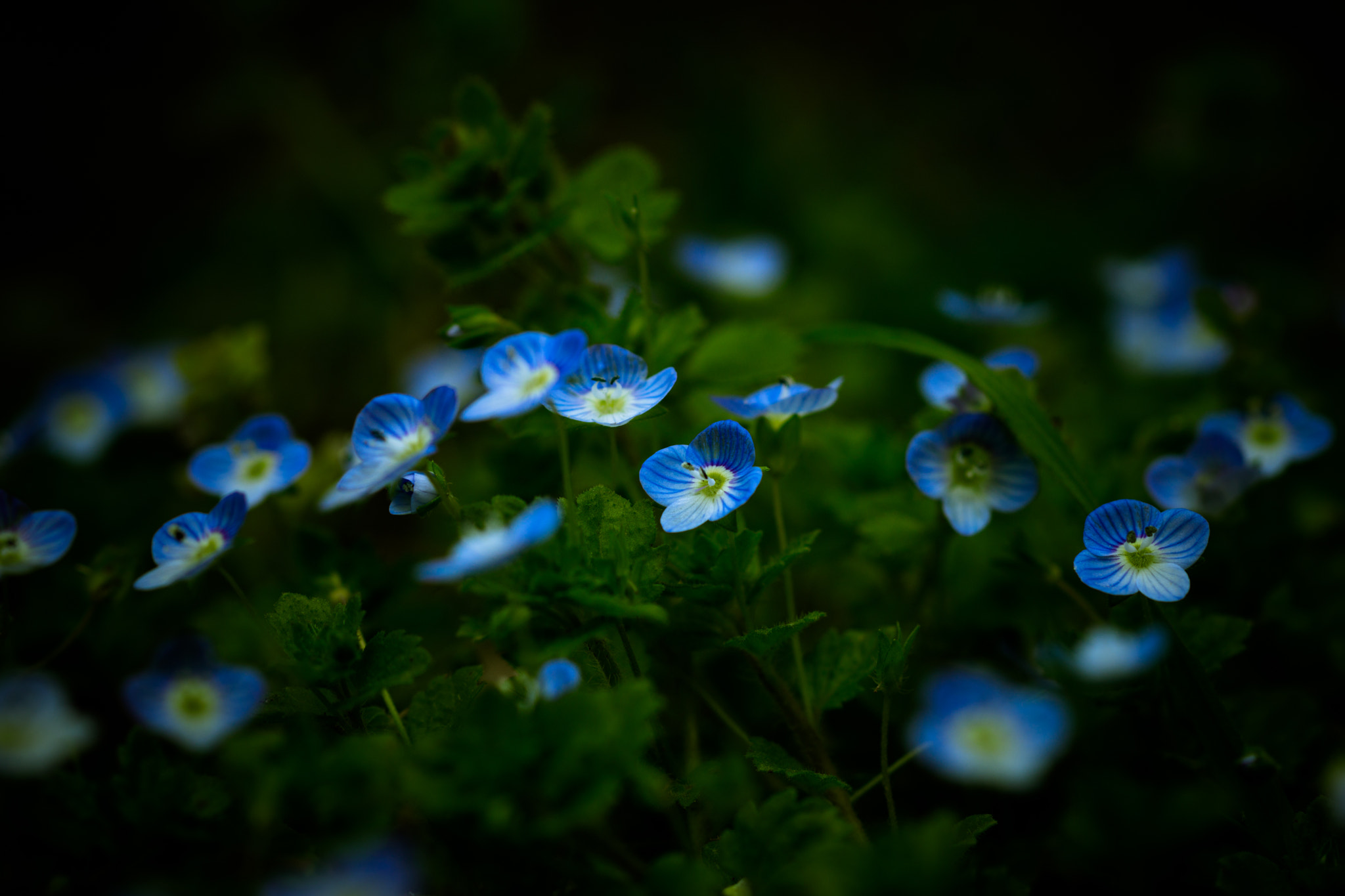 Sony a99 II + Sony 100mm F2.8 Macro sample photo. макро photography
