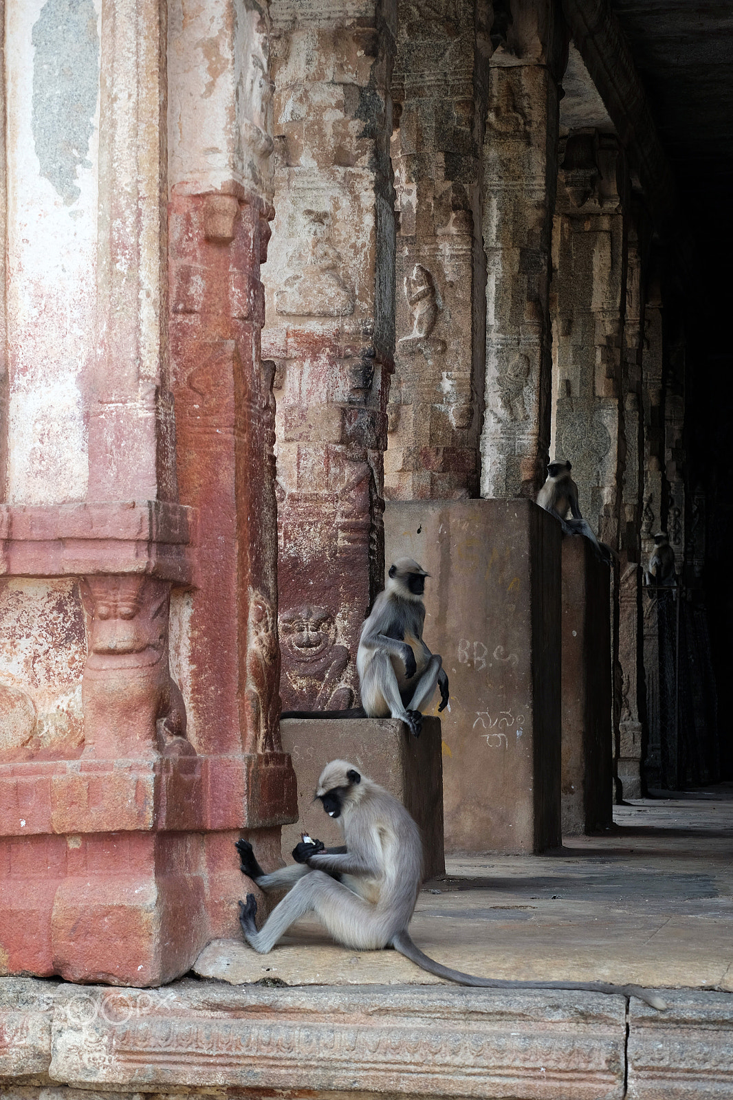 Fujifilm X-E2 + Fujifilm XC 50-230mm F4.5-6.7 OIS sample photo. Monkeys photography