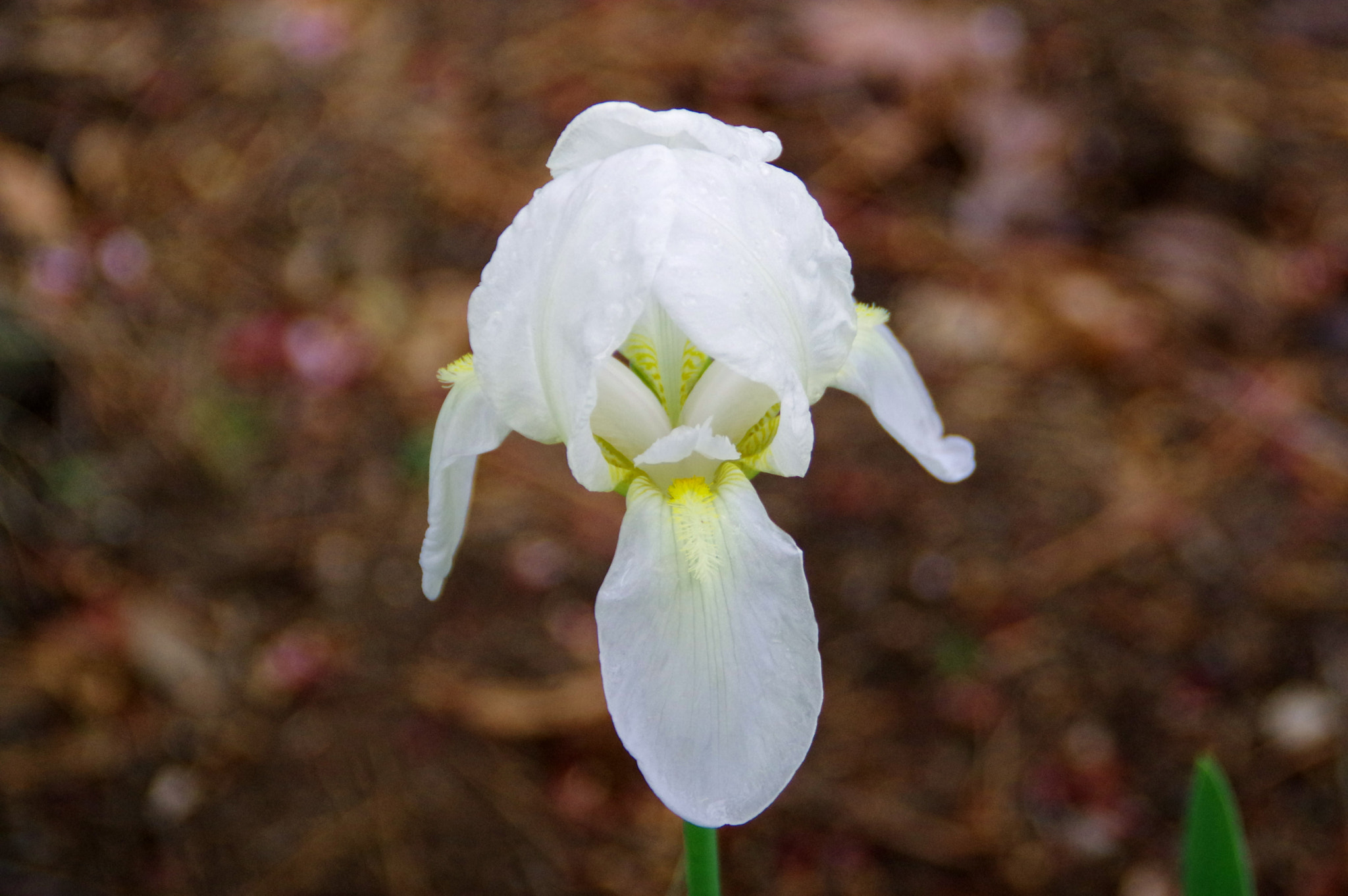 Tamron AF 18-200mm F3.5-6.3 XR Di II LD Aspherical (IF) Macro sample photo. Spring flower photography