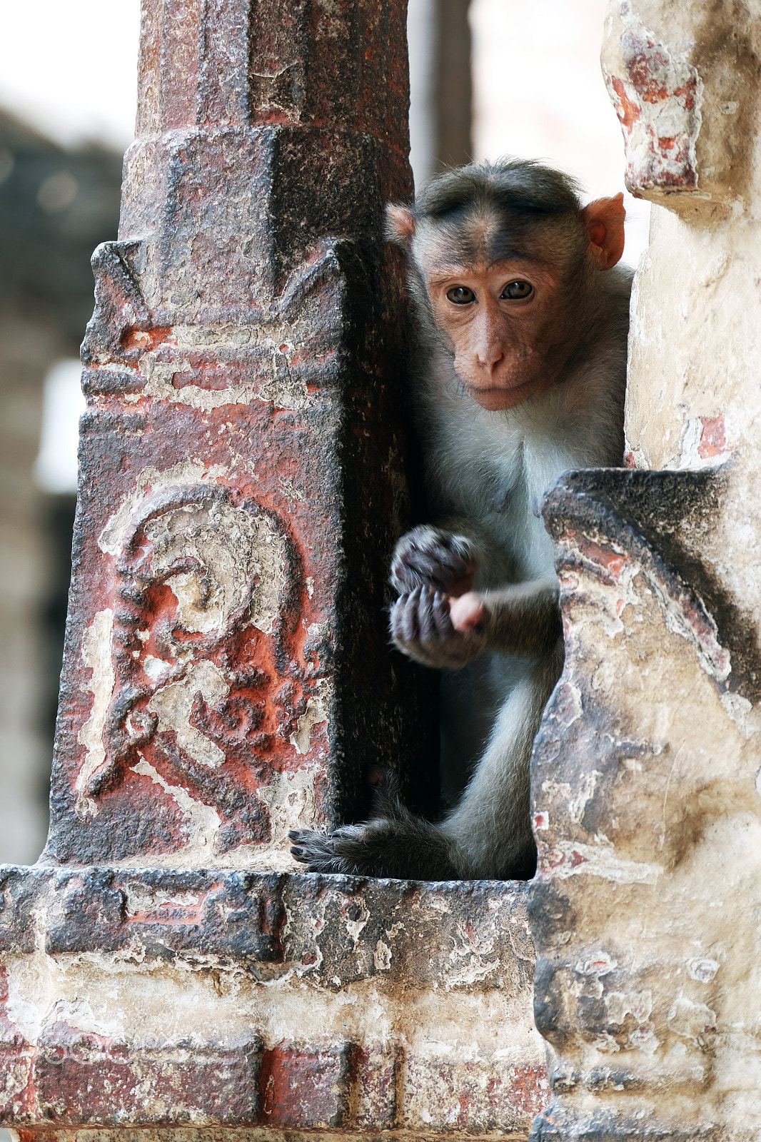 Fujifilm X-E2 + Fujifilm XC 50-230mm F4.5-6.7 OIS sample photo. Monkey photography