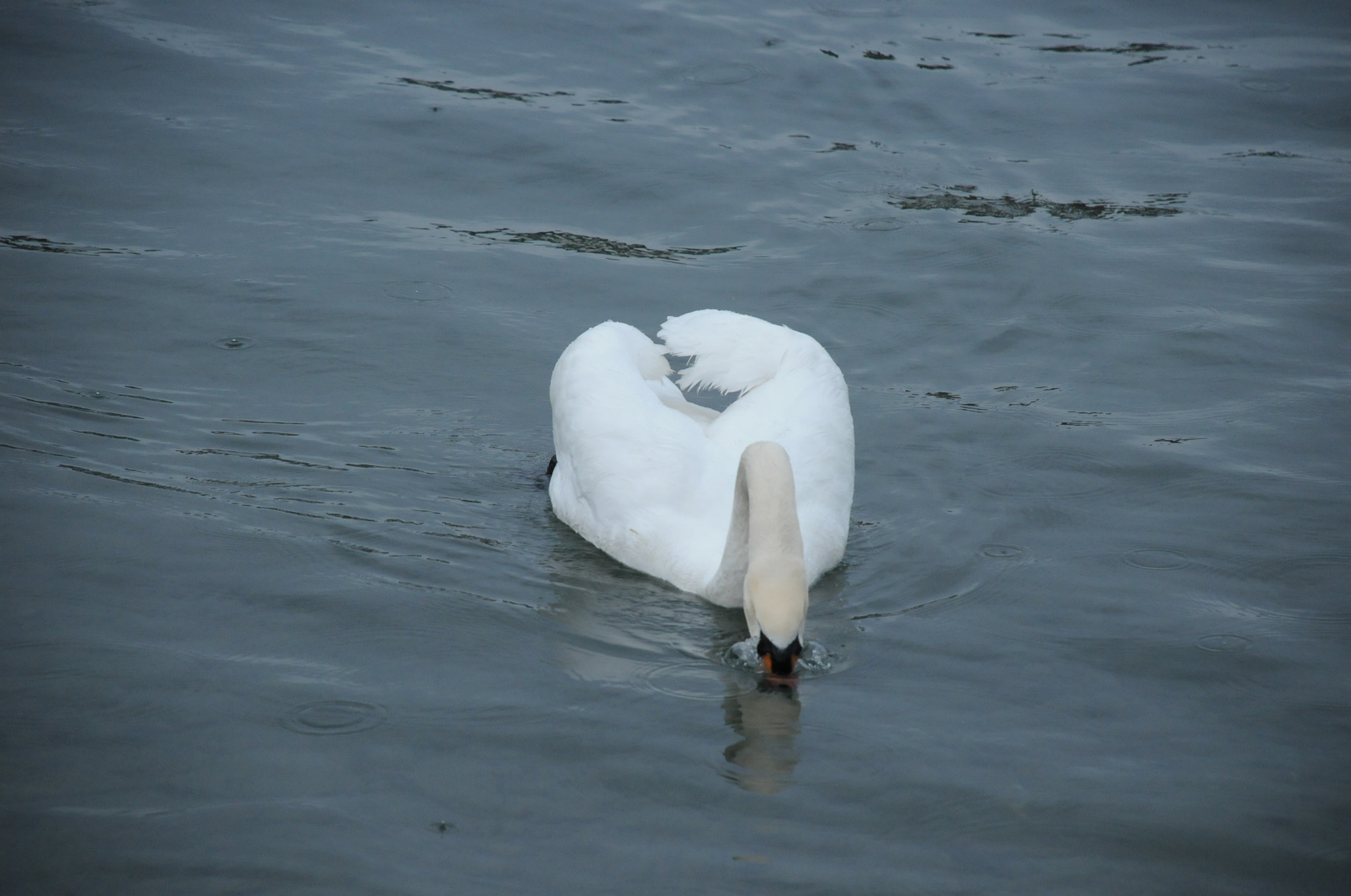 Nikon D300S sample photo. Lucerne - switzerland photography