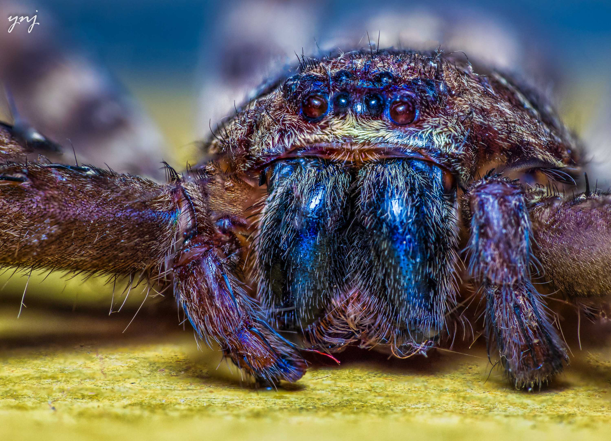 Sigma 70-300mm F4-5.6 APO DG Macro sample photo. Scary! who.. me? photography