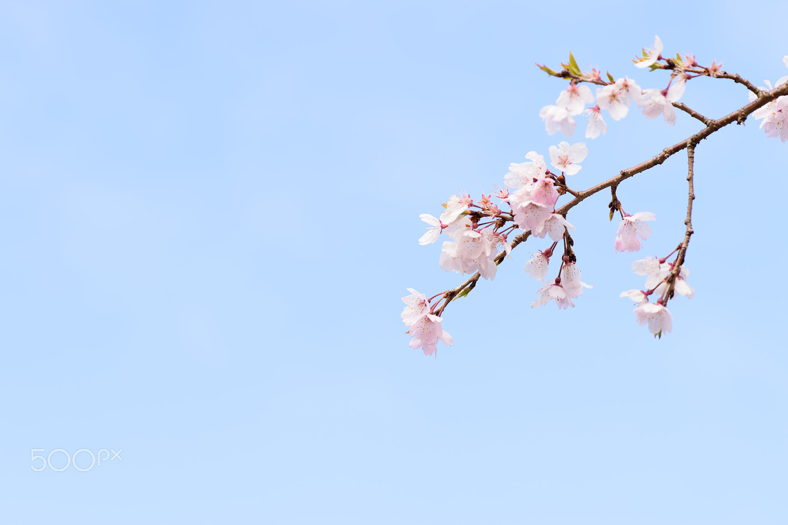 Nikon Df + Nikon AF-S Nikkor 85mm F1.8G sample photo. Blue sky and sakura photography