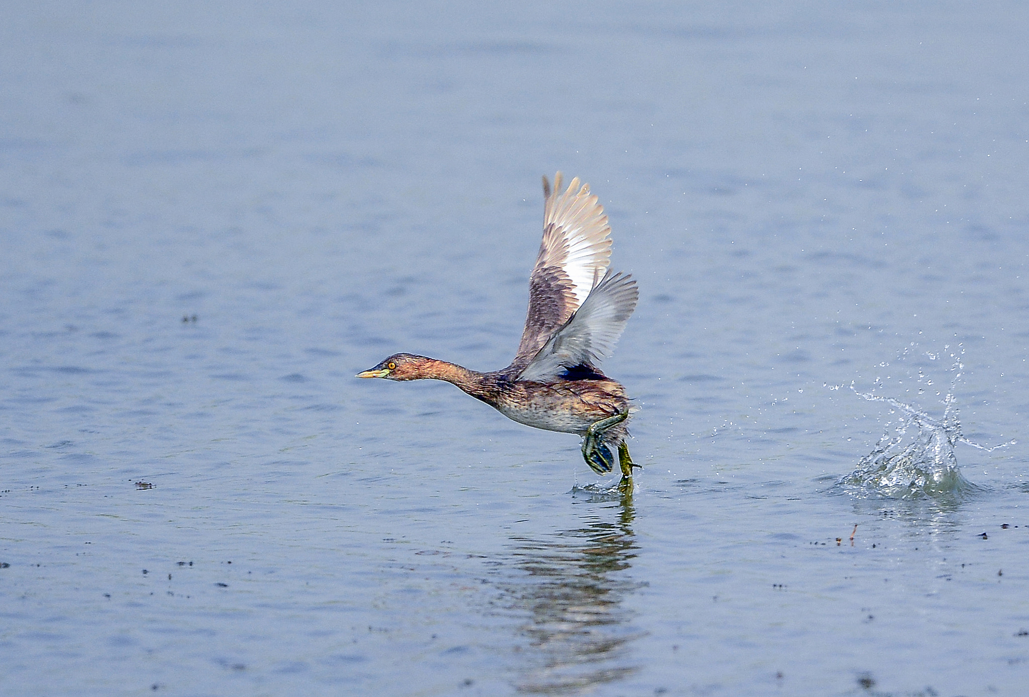 Nikon Nikkor AF-S 300mm F4E PF ED VR sample photo. Little grabe photography