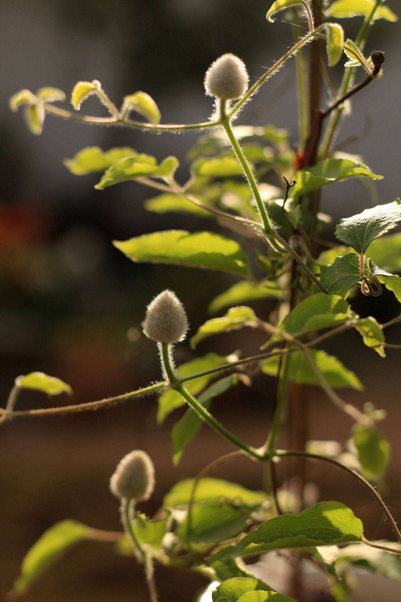 Canon EOS M + Canon EF 50mm F1.8 STM sample photo