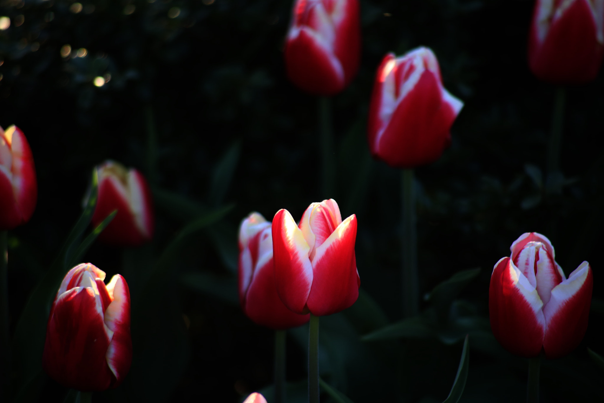 Canon EOS 6D + Canon EF 100-300mm F4.5-5.6 USM sample photo. Tulips photography
