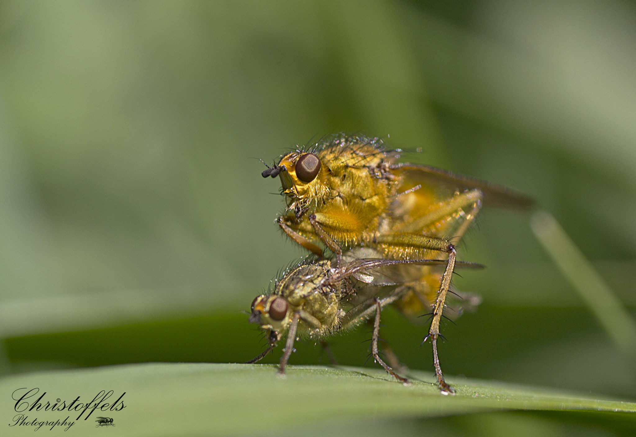 Sigma 70mm F2.8 EX DG Macro sample photo. Oops! photography