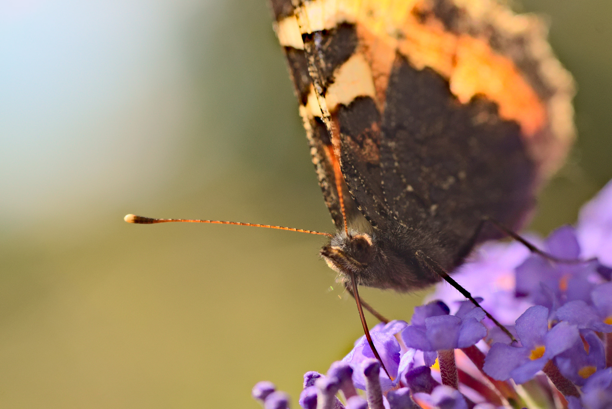 Sony ILCA-77M2 + Sigma 70-300mm F4-5.6 DL Macro sample photo. Butterfly photography