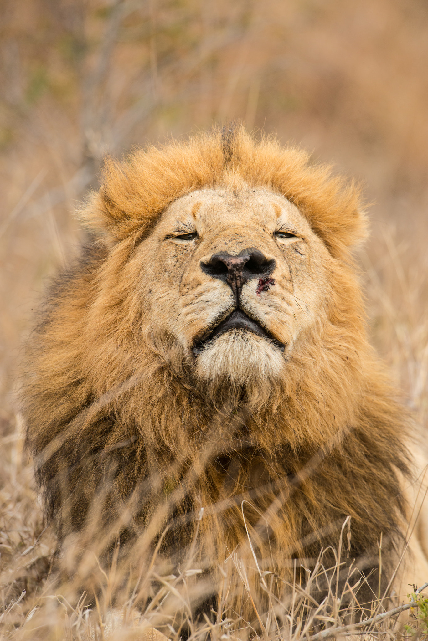 Nikon D800 + Nikon AF-S Nikkor 600mm F4G ED VR sample photo. Sudafrica photography