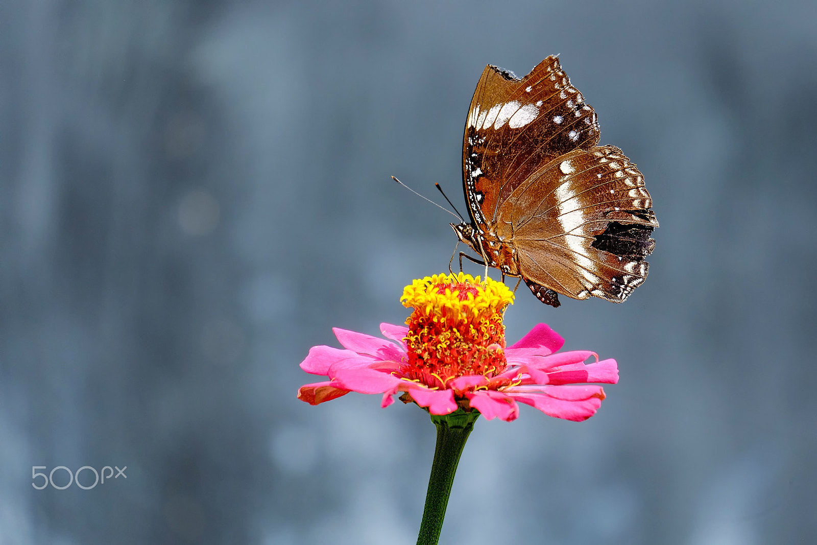 Fujifilm X-M1 + Fujifilm XC 50-230mm F4.5-6.7 OIS II sample photo. Butterfly on flower photography