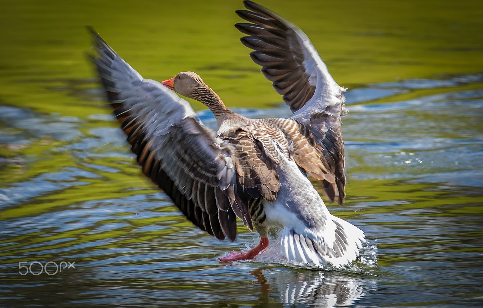 XF50-140mmF2.8 R LM OIS WR + 1.4x sample photo. Perfect landing photography