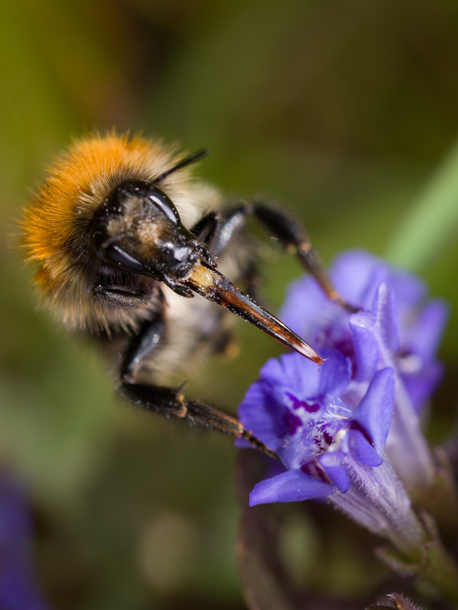 Olympus M.Zuiko Digital ED 60mm F2.8 Macro sample photo. Bee eating photography