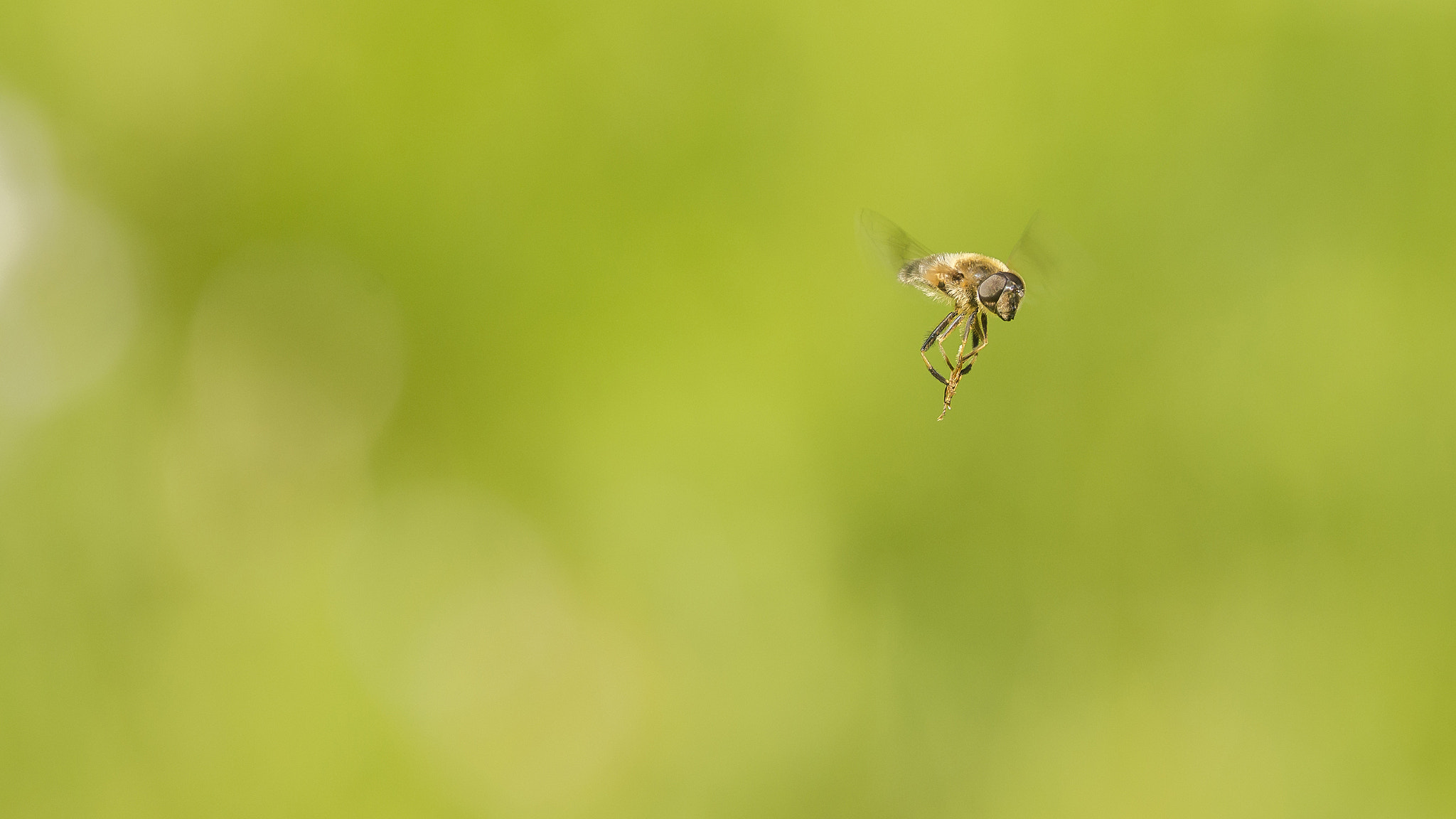 Nikon Nikkor AF-S 300mm F4E PF ED VR sample photo. Strolling... photography