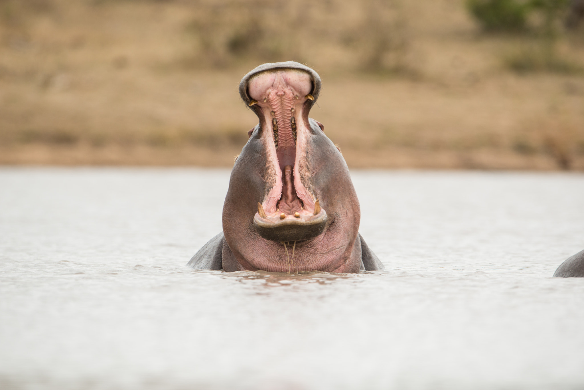 Nikon D800 + Nikon AF-S Nikkor 600mm F4G ED VR sample photo. Sudafrica photography