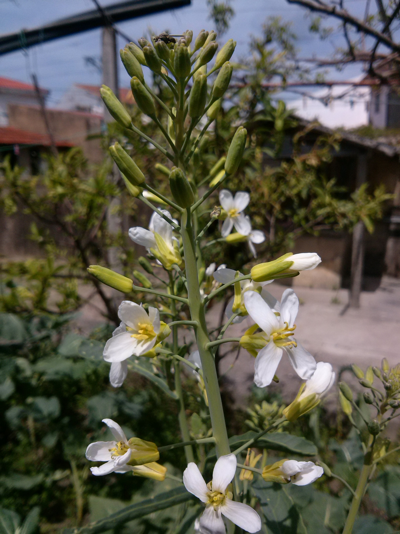 LG OPTIMUS L7 II sample photo. Cabbage flower photography