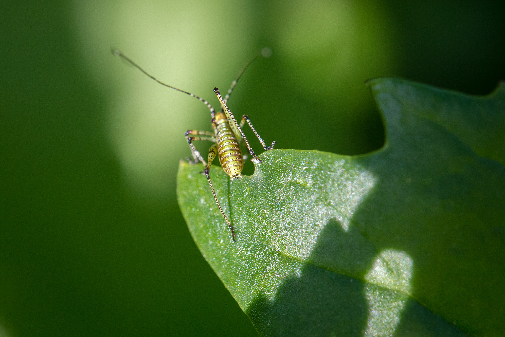 Canon EF 100mm F2.8L Macro IS USM sample photo. Dancer photography
